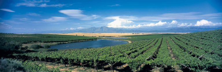 South African Wines in the UK