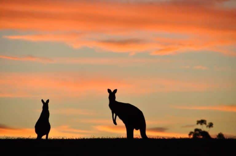 Afrikaans in Australia